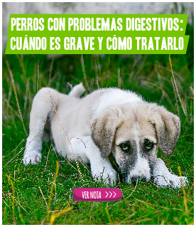 Perros con problemas digestivos: cuándo es grave y cómo tratarlo.